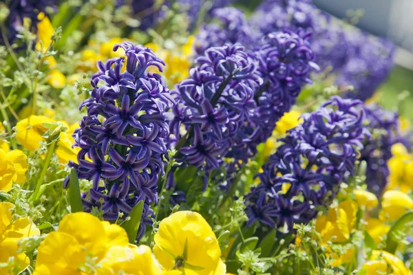 Blue hyacinths in park — Stock Photo, Image