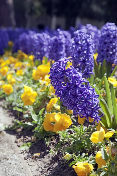 Blue hyacinths in park — Stock Photo, Image