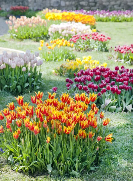 Свежие разноцветные тюльпаны — стоковое фото