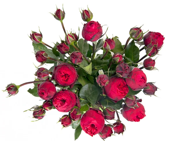 Csomó piros pünkösdi rózsa-Rózsa — Stock Fotó