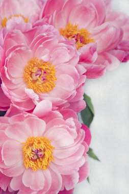 Bir buket pembe şakayık.