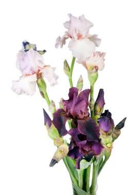 Beyaz Şakayık çiçekleri