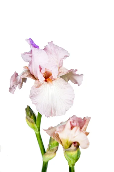 Peony flowers on white — Stock Photo, Image