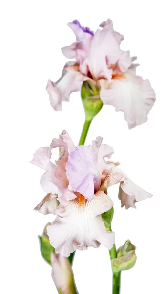 Peony flowers on white — Stock Photo, Image