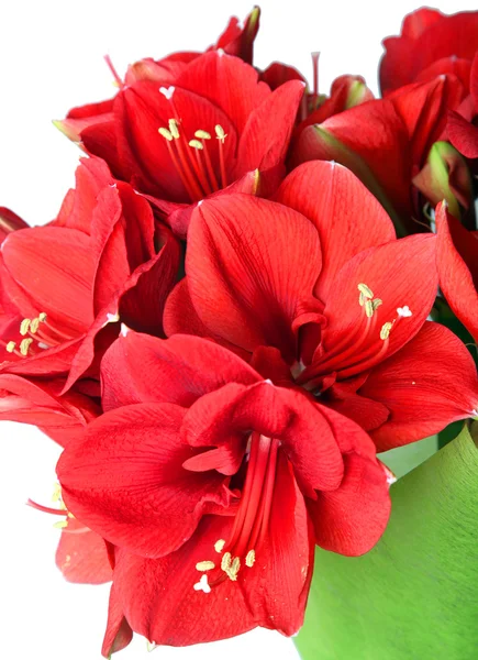 Big beautiful bouquet of red Amaryllis — Stock Photo, Image