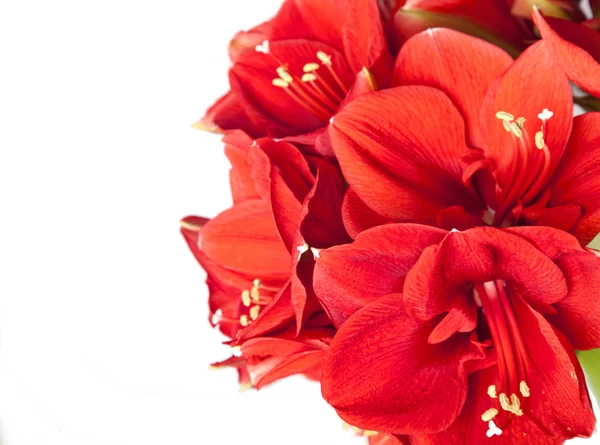 Big beautiful bouquet of red Amaryllis — Stock Photo, Image