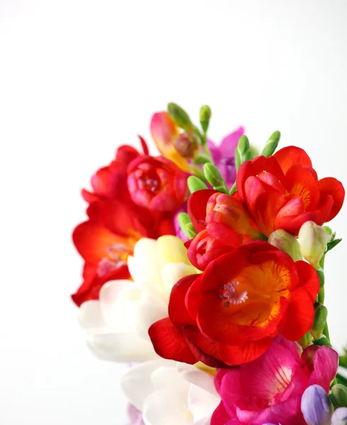 Beautiful bouquet of colorful freesia — Stock Photo, Image