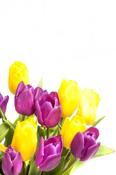 Großer schöner Strauß lila und gelber Tulpen — Stockfoto