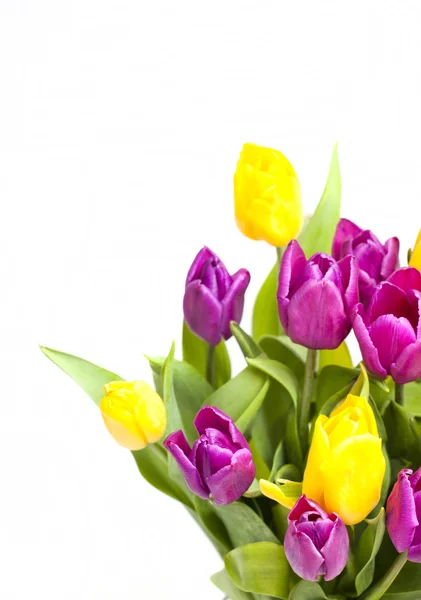 Großer schöner Strauß lila und gelber Tulpen — Stockfoto