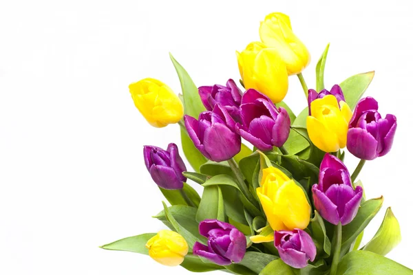 Großer schöner Strauß lila und gelber Tulpen — Stockfoto