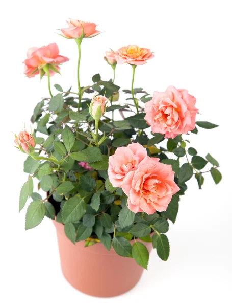 Beautiful rosebush in a pot — Stock Photo, Image