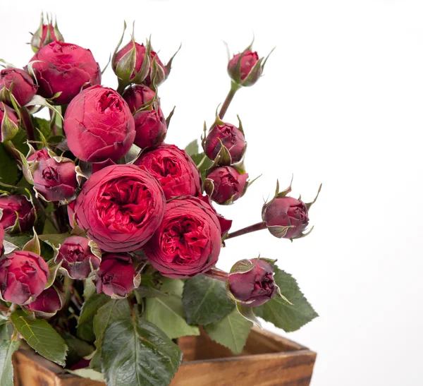 Gyönyörű csokor Rózsa, bazsarózsa — Stock Fotó