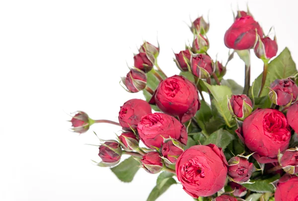 Beautiful bouquet of roses Peony — Stock Photo, Image