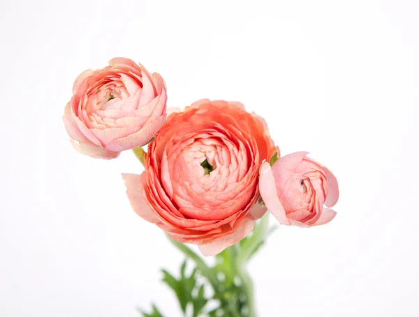 Mooie kleine boeket Boterbloem — Stockfoto