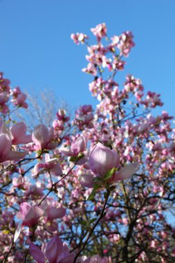 Çiçekli Manolya dallar üzerinde