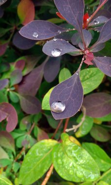 erken baharda yaprakların arka plan