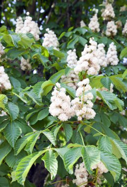 Beyaz kestane çiçeği sezon