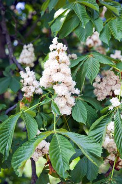Beyaz kestane çiçeği sezon