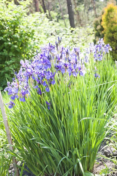 Purple iris flower bushes — Stock Photo, Image