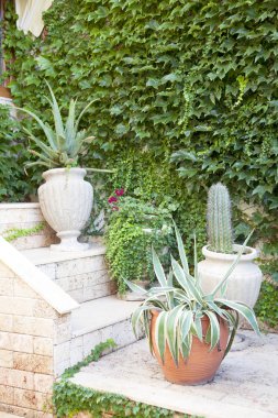 Duvara yakın duran çiçekli tencere