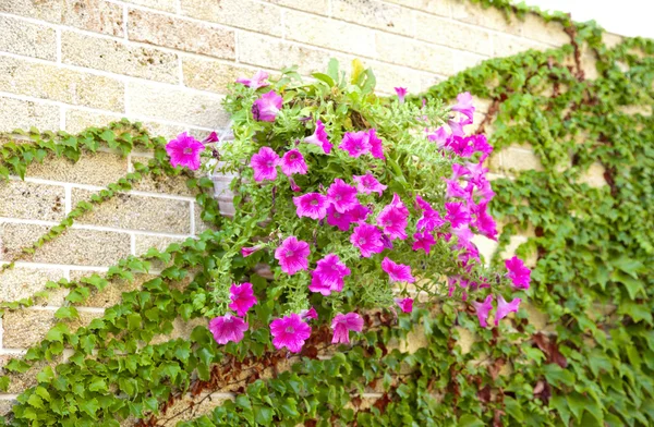 Pot with flowers hanging on a brick wall — Stock Photo, Image