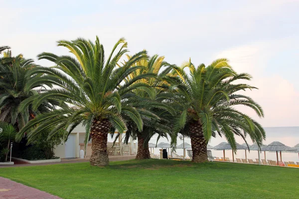 Раскинувшиеся пальмы на пляже — стоковое фото