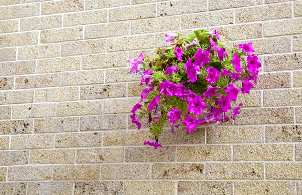 Pot with flowers hanging on a brick wall — Stock Photo, Image