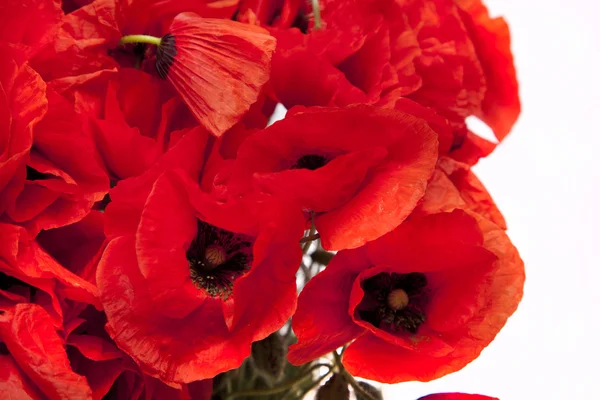 A beautiful bouquet of red poppies — Stock Photo, Image