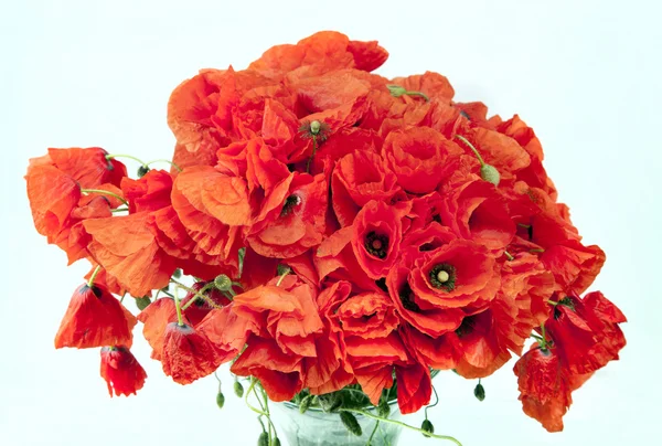 A beautiful bouquet of red poppies — Stock Photo, Image