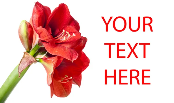 Big beautiful bouquet of red Amaryllis — Stock Photo, Image