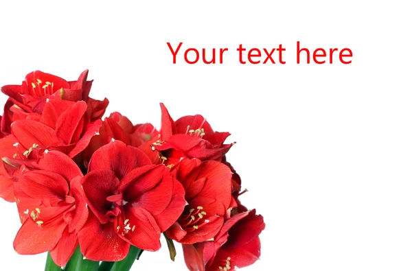Big beautiful bouquet of red Amaryllis — Stock Photo, Image