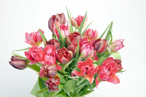 Beautiful bouquet of red tulip — Stock Photo, Image