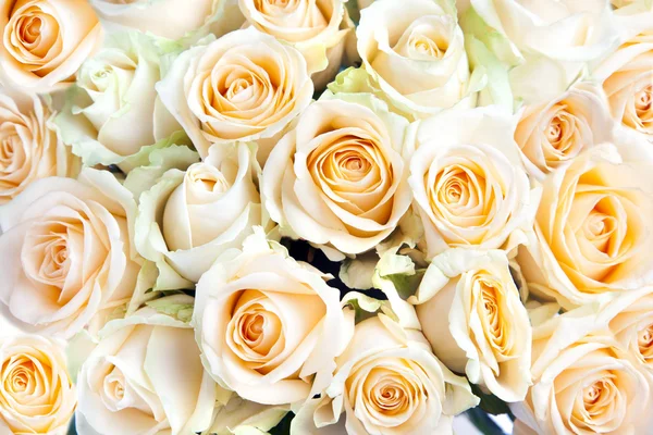 Фон из свежих желтых роз — стоковое фото