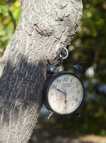 Weiße Uhr hängt am Baum — Stockfoto