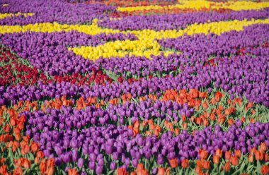 alanlarda bahar sırasında birçok renkli Lale