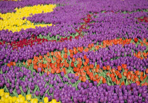 Muitas tulipas coloridas em campos durante a primavera — Fotografia de Stock