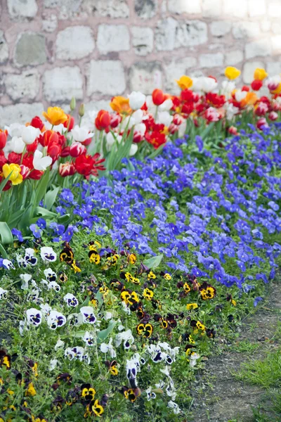 Multicolored tulips in a spring park — Stock Photo, Image