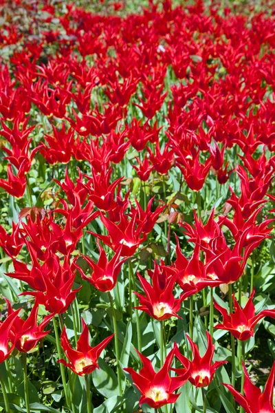 Red Tulips field — Stock Photo, Image