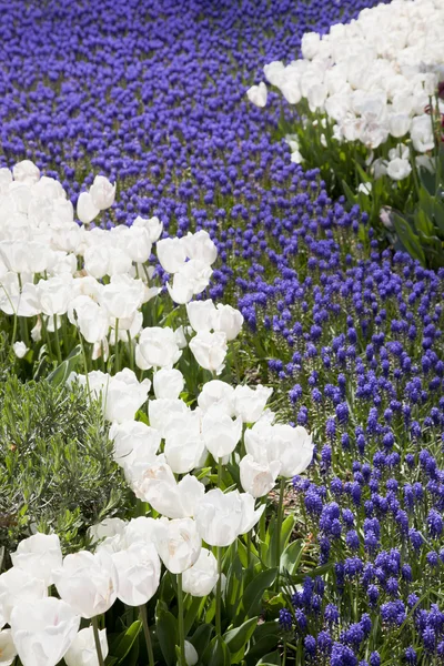 White Tulips field — Stock Photo, Image