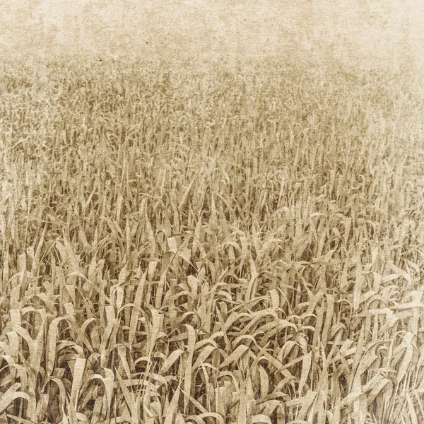 Vintage paper textures. field of wheat. — Stock Photo, Image