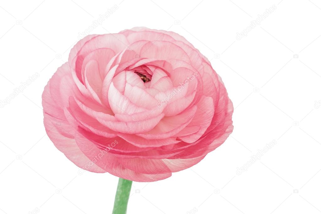 Ranunculus isolated on white background