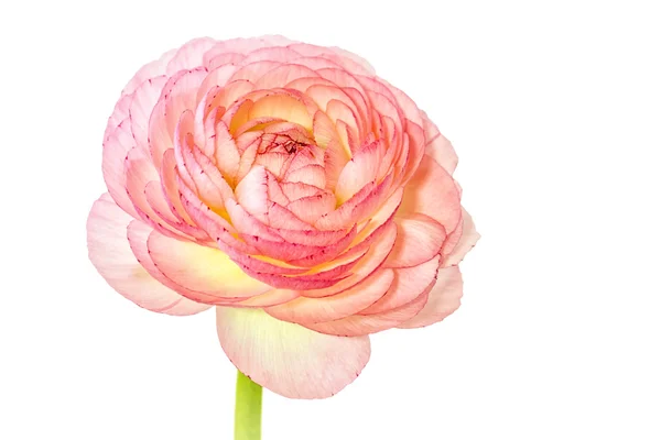 Ranunculus aislado sobre fondo blanco — Foto de Stock