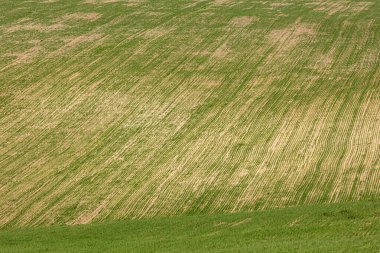 Tarlada buğday. İsrail 'de Aralık