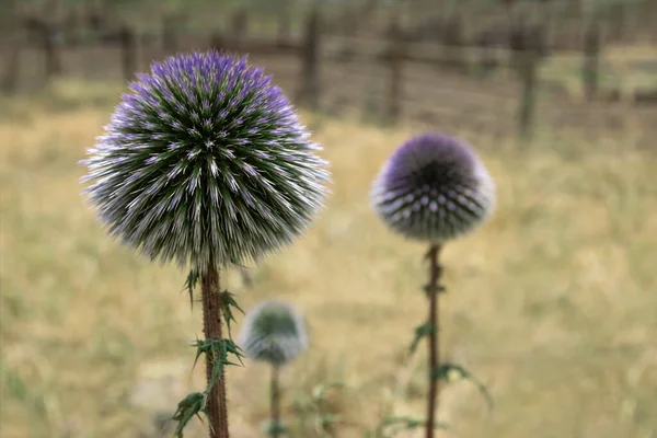 Echinops Blomma Blommade Fältet — Stockfoto