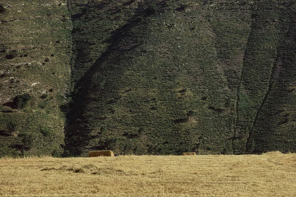 Пшеничное Поле Сноп Сена Фоне Высокого Холма — стоковое фото