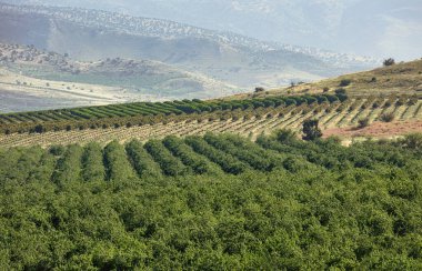 Nisan 'da vadideki tarlalar ve bahçeler  