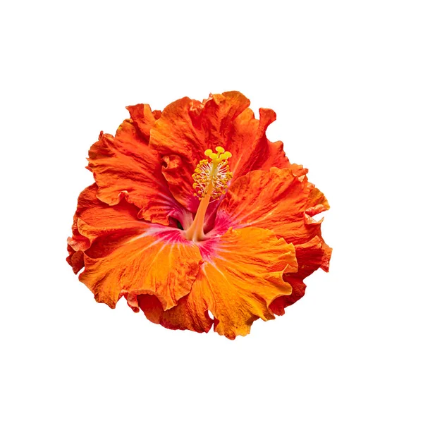 Orange Hibiskus Blomma Isolerad Vit Bakgrund — Stockfoto