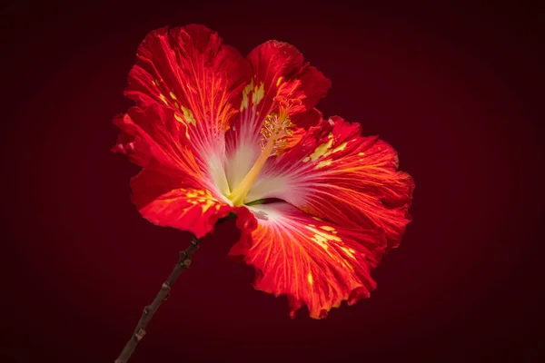 Röd Hibiskus Mörk Bakgrund — Stockfoto