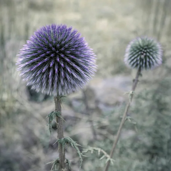 Postcard Image Blossoming Echinops Flower — 스톡 사진
