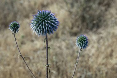 Tarlada üç Echinops çiçeği açtı.